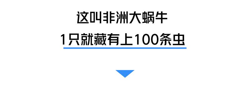雨后常见的大蜗牛有什么危害,深圳雨后的大蜗牛是保护动物吗
