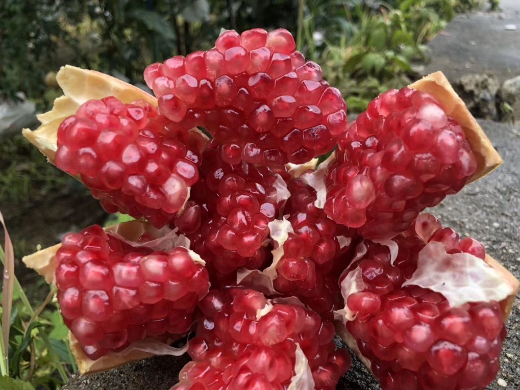 正宗软籽石榴突尼斯顺丰,正宗突尼斯软籽石榴10斤新鲜当季