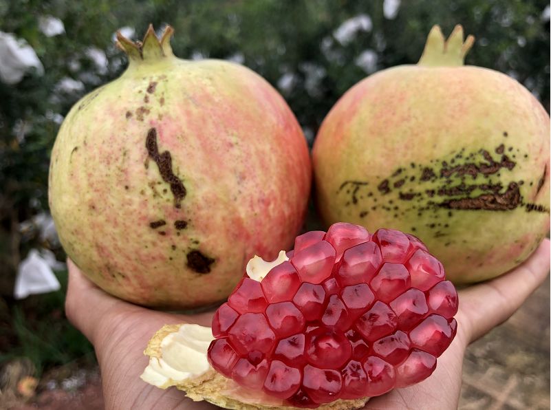 正宗软籽石榴突尼斯顺丰,正宗突尼斯软籽石榴10斤新鲜当季