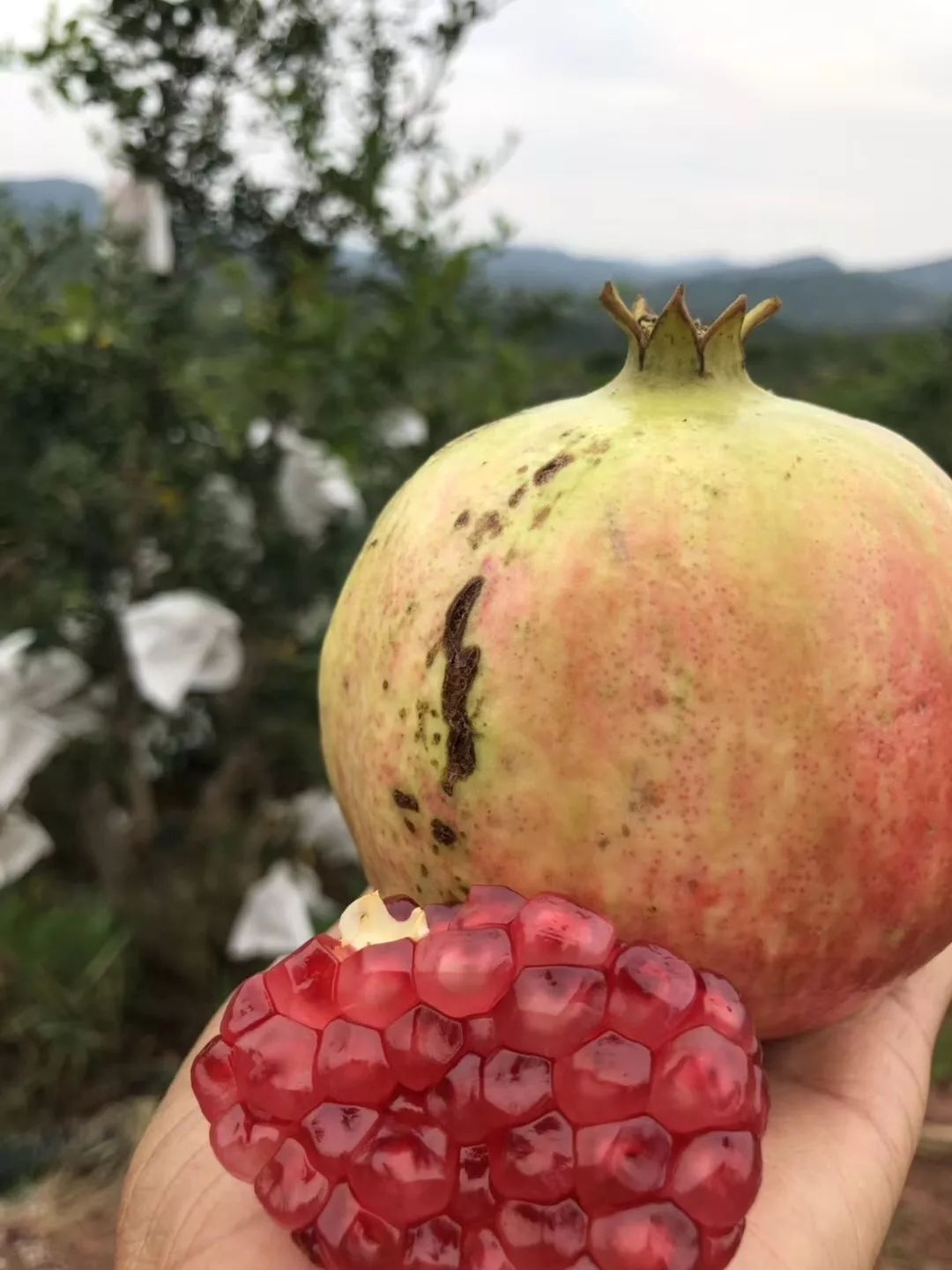 正宗软籽石榴突尼斯顺丰,正宗突尼斯软籽石榴10斤新鲜当季