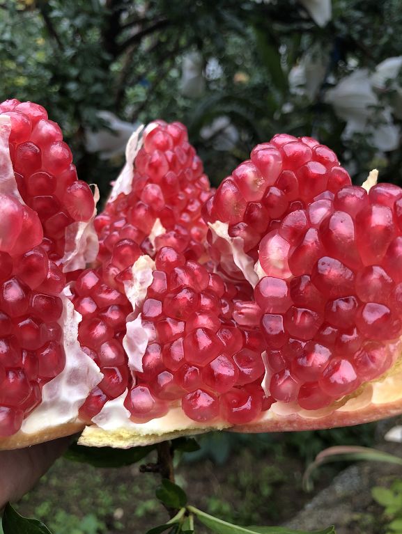 正宗软籽石榴突尼斯顺丰,正宗突尼斯软籽石榴10斤新鲜当季