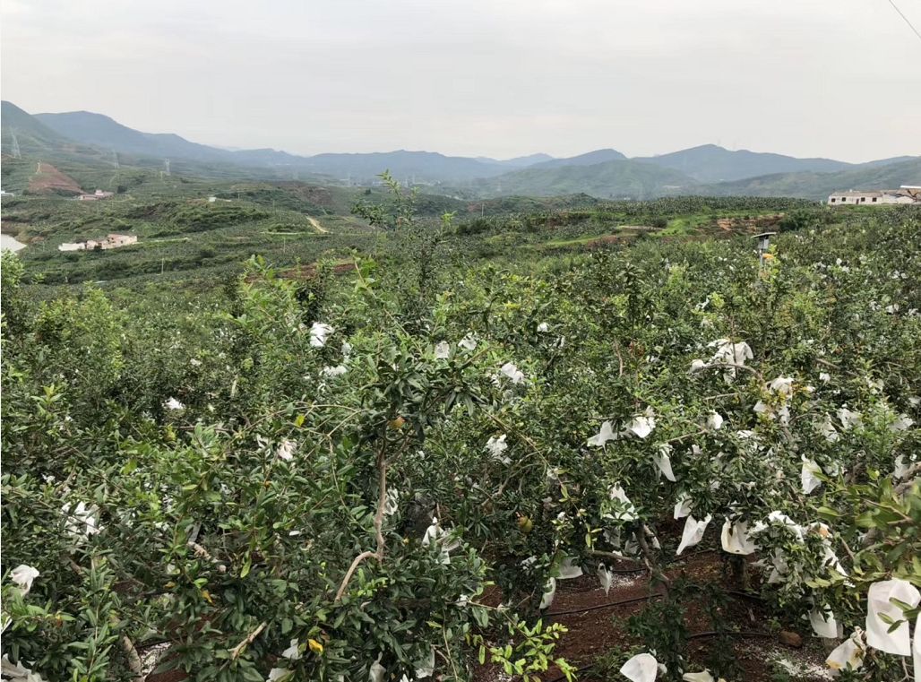 正宗软籽石榴突尼斯顺丰,正宗突尼斯软籽石榴10斤新鲜当季