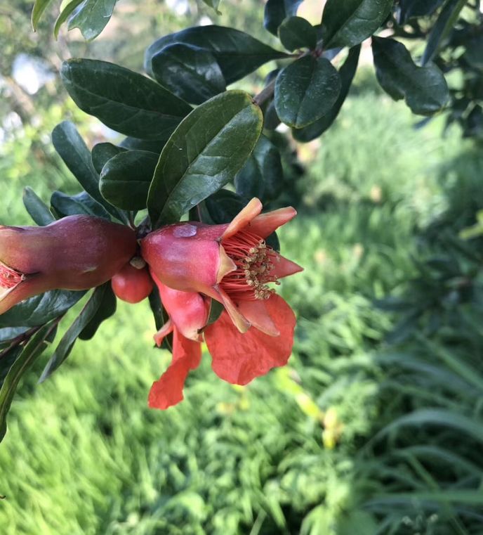 正宗软籽石榴突尼斯顺丰,正宗突尼斯软籽石榴10斤新鲜当季