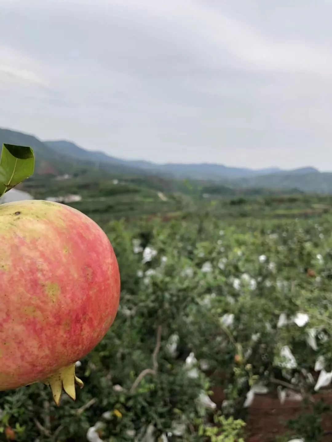 正宗软籽石榴突尼斯顺丰,正宗突尼斯软籽石榴10斤新鲜当季