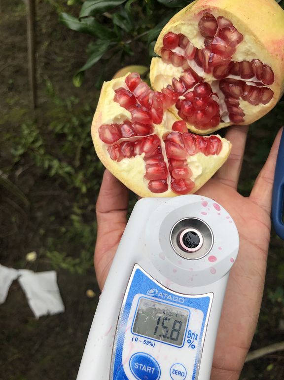 正宗软籽石榴突尼斯顺丰,正宗突尼斯软籽石榴10斤新鲜当季