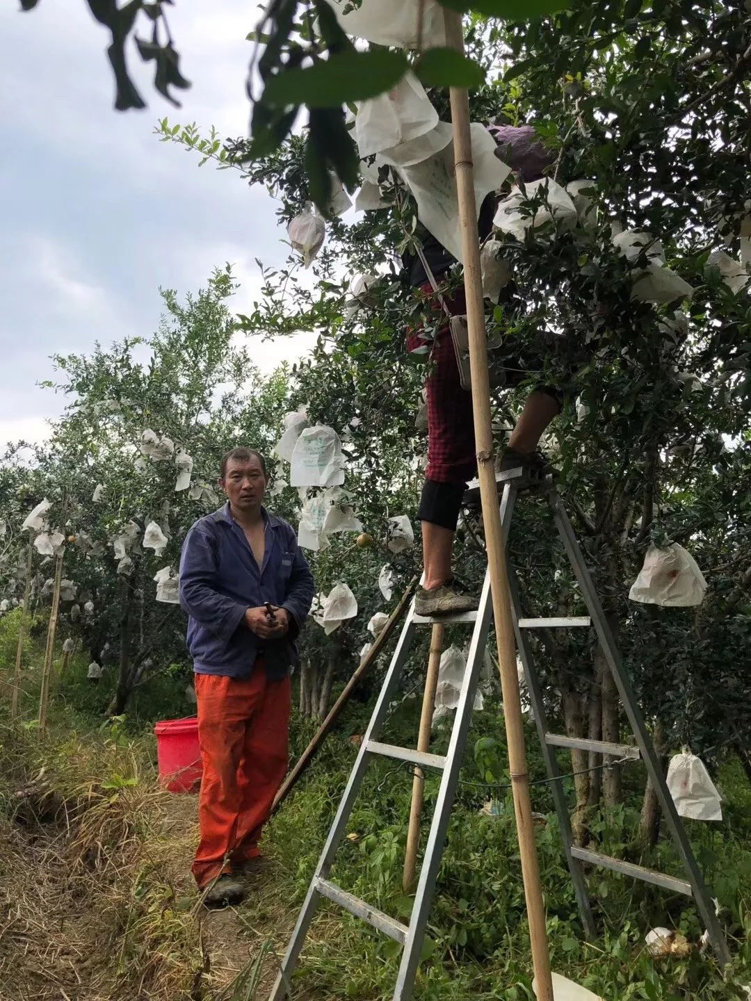 正宗软籽石榴突尼斯顺丰,正宗突尼斯软籽石榴10斤新鲜当季