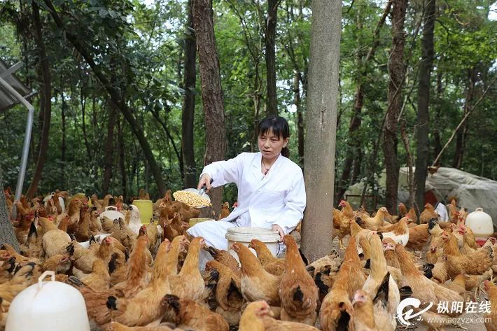 枞阳姑娘“直播养鸡”！一年卖出100万！