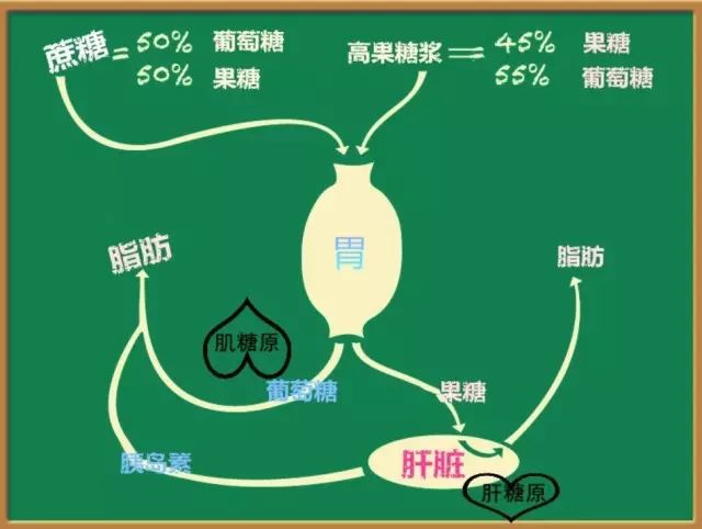 水果吃多了能转化为脂肪吗,水果吃多了会转化脂肪吗