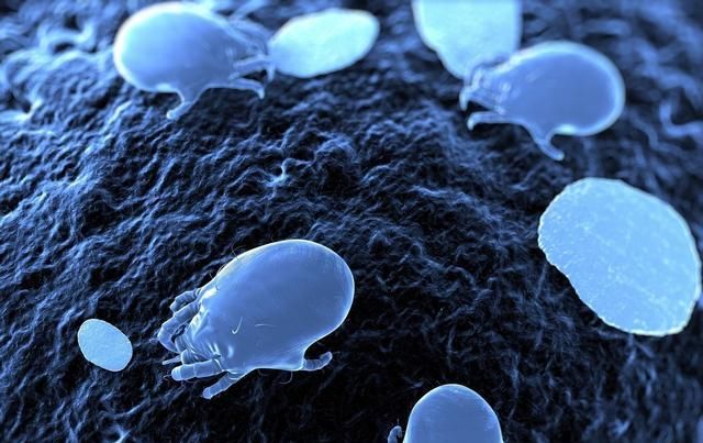 最有效治螨虫方法,家里螨虫成灾用了这一招