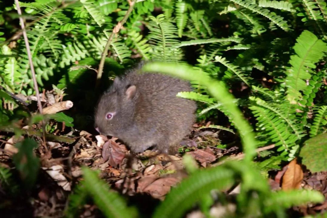 日本人心中的xjapan,日本人心中的圣地在哪