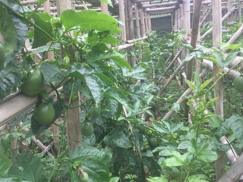 木央镇训练基地,战斗堡垒振兴乡村