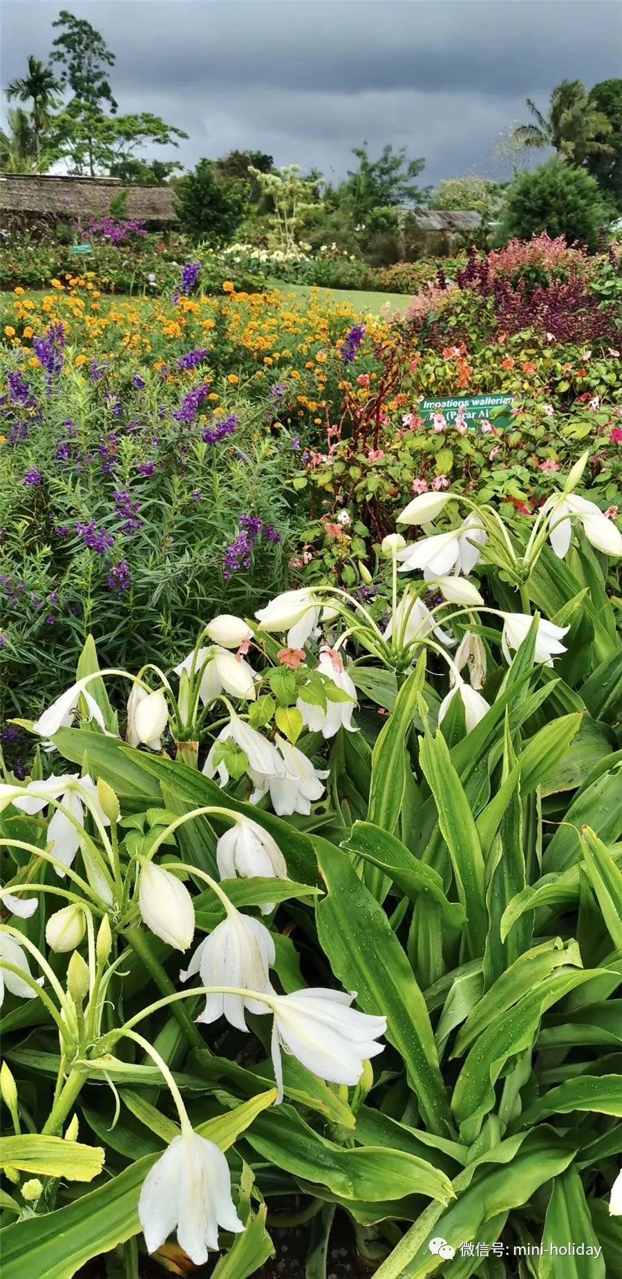 亲历|火山海龟岛屿，盼来武汉直航！“5小时飞行+落地签”身临奇境「398」