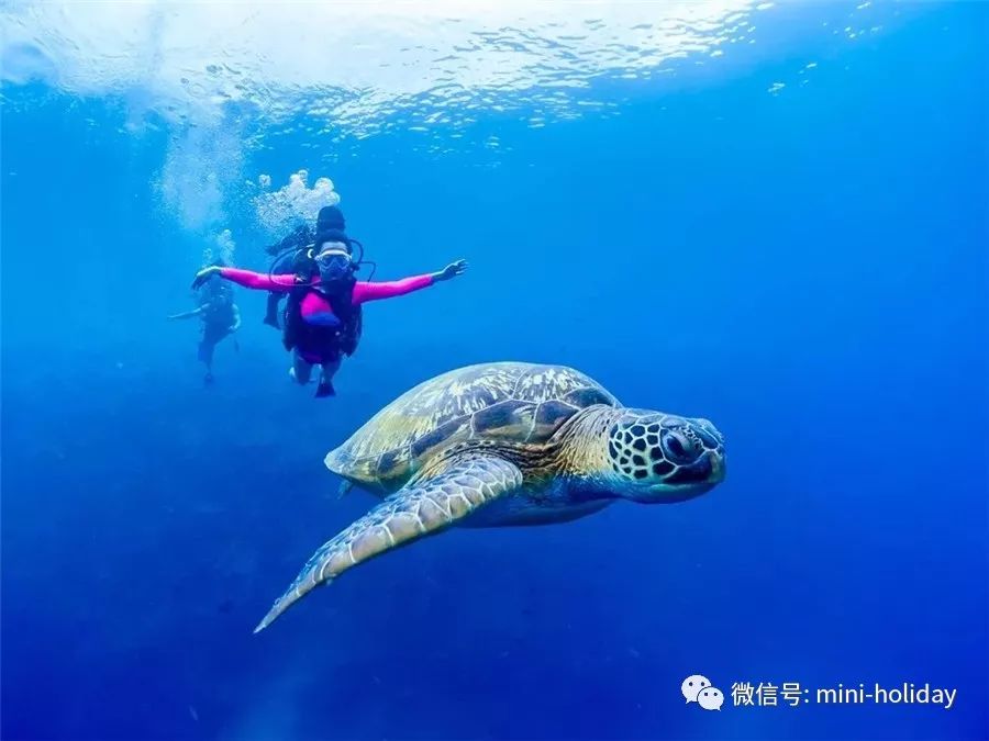 亲历|火山海龟岛屿，盼来武汉直航！“5小时飞行+落地签”身临奇境「398」