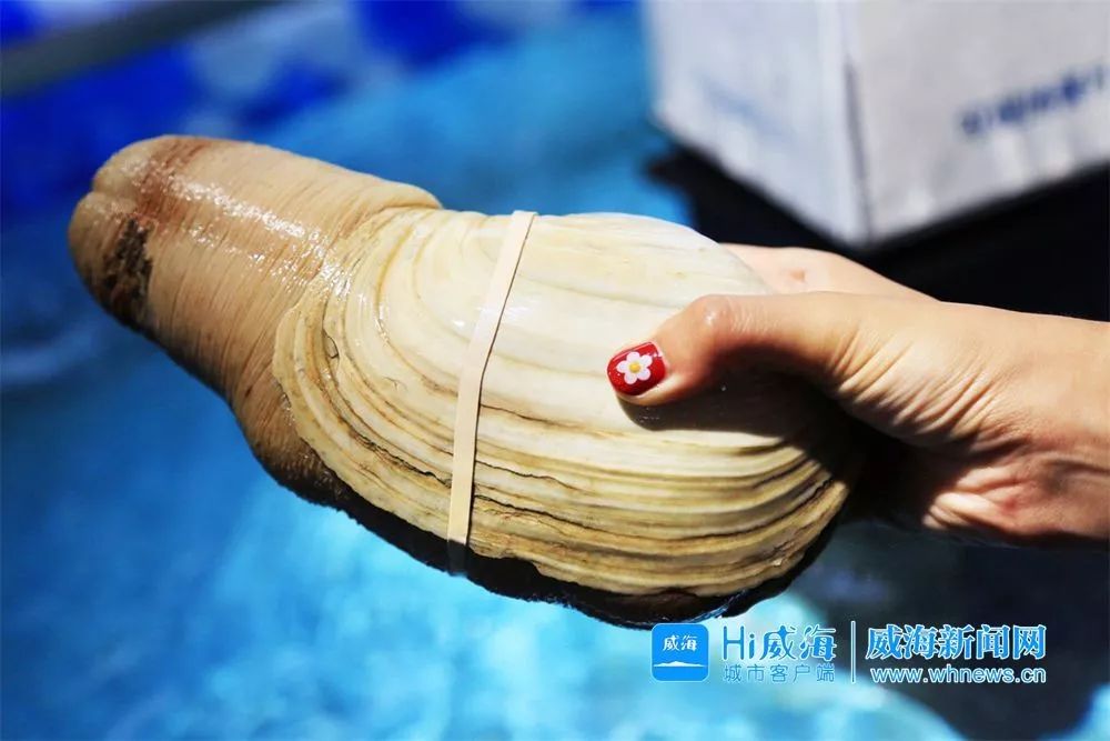 佟大为郭德纲孟非综艺,孟非郭德纲佟大为威海