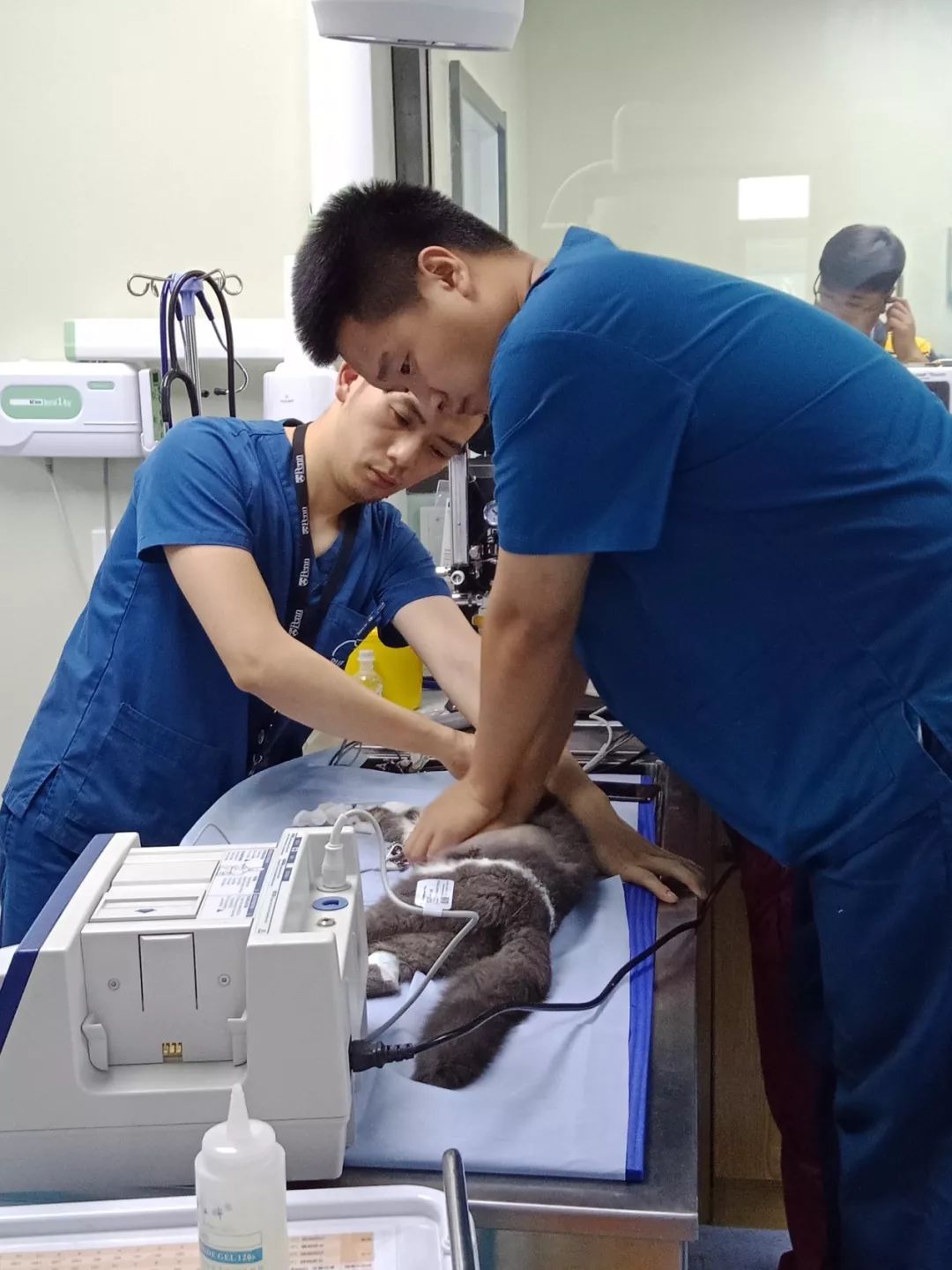 鍖椾含鍔ㄧ墿鍖荤敓,鍖椾含鍔ㄧ墿鍖诲涓撲笟