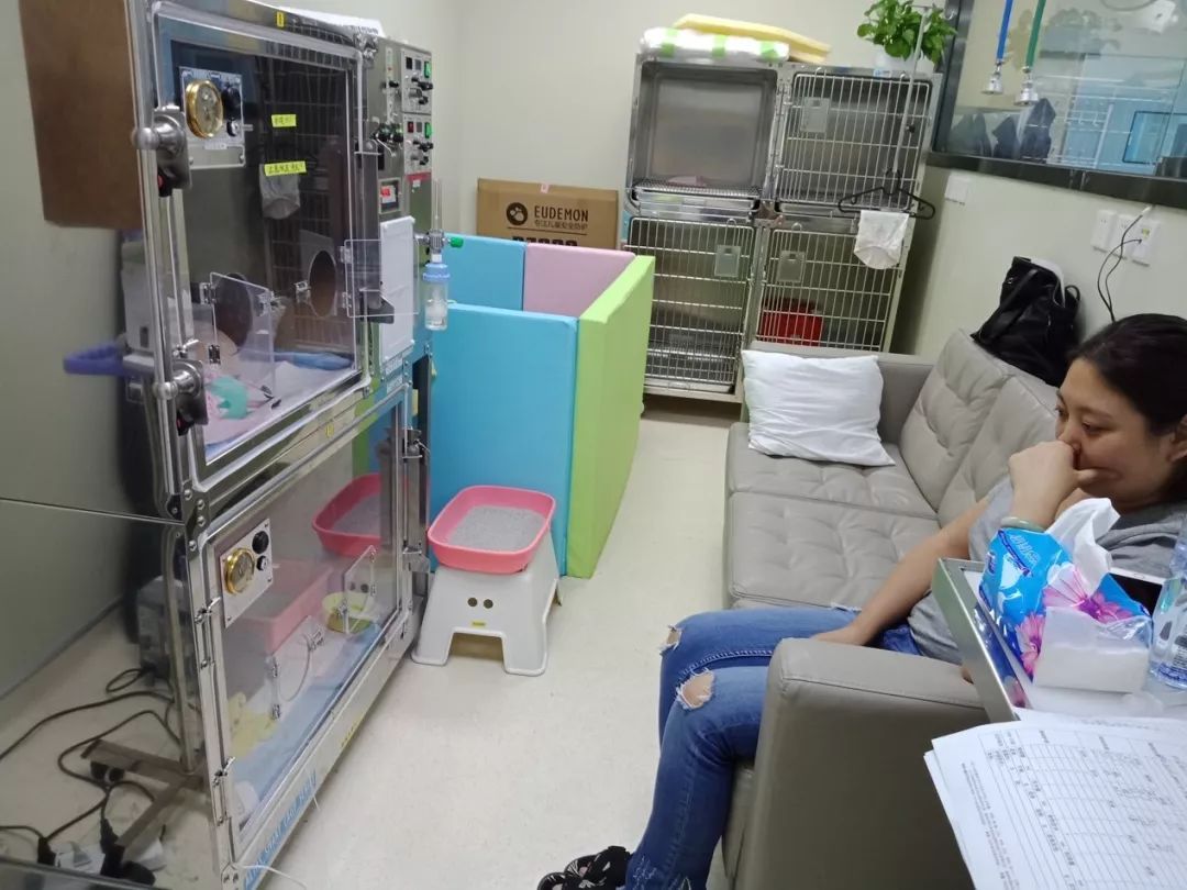 鍖椾含鍔ㄧ墿鍖荤敓,鍖椾含鍔ㄧ墿鍖诲涓撲笟