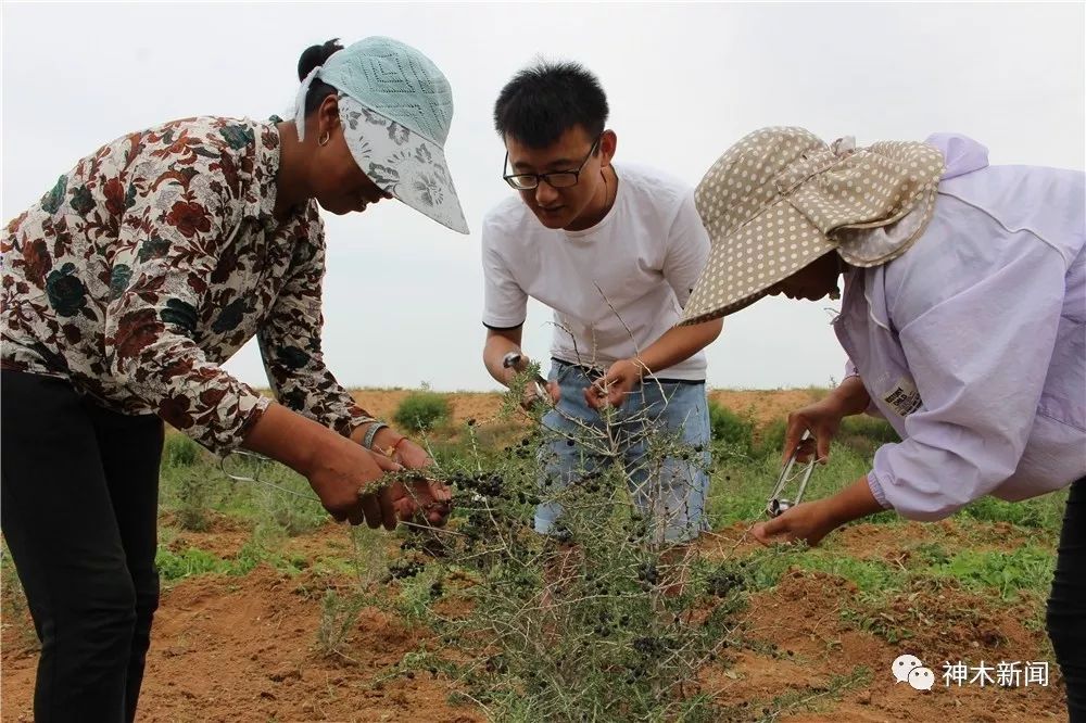 90后小伙带领乡亲们致富视频,90后大学生返乡种咖啡带全村致富