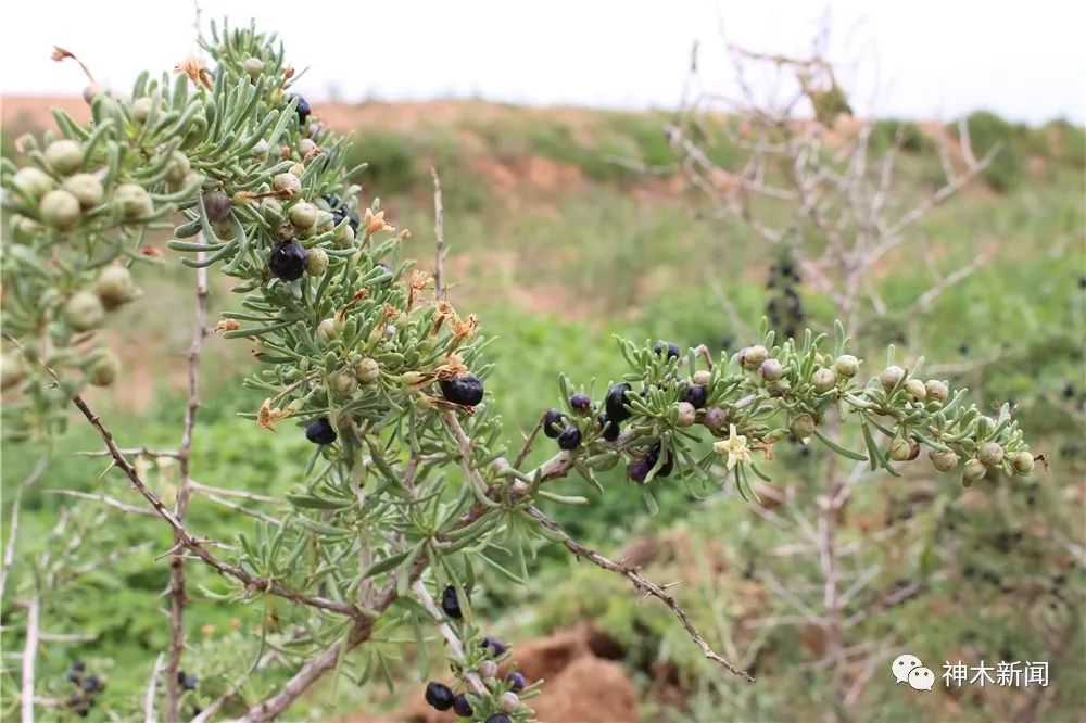 90后小伙带领乡亲们致富视频,90后大学生返乡种咖啡带全村致富