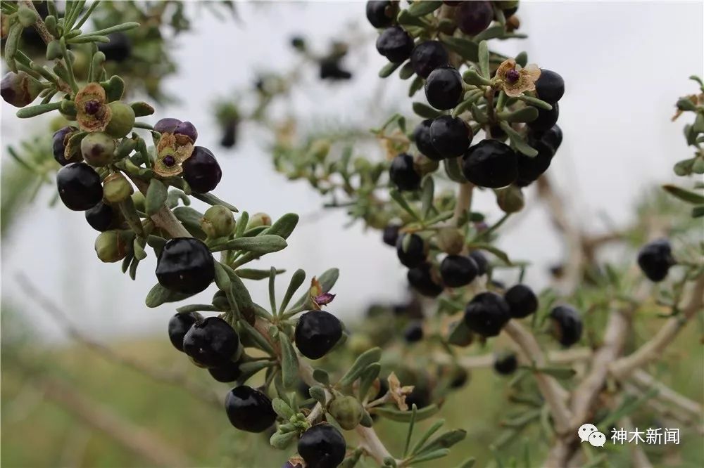 90后小伙带领乡亲们致富视频,90后大学生返乡种咖啡带全村致富