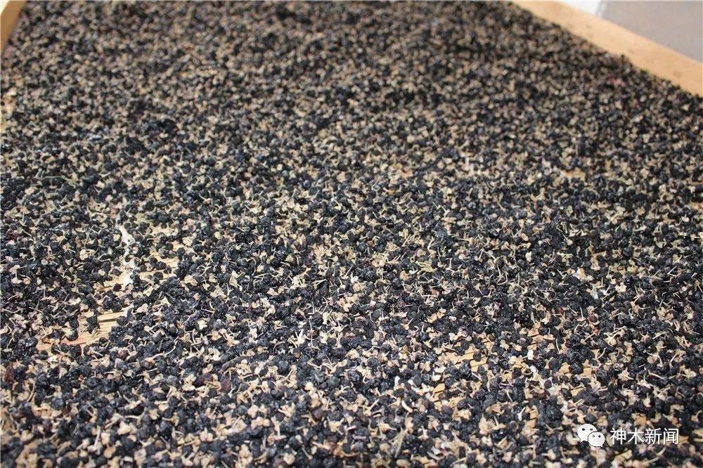 90后小伙带领乡亲们致富视频,90后大学生返乡种咖啡带全村致富