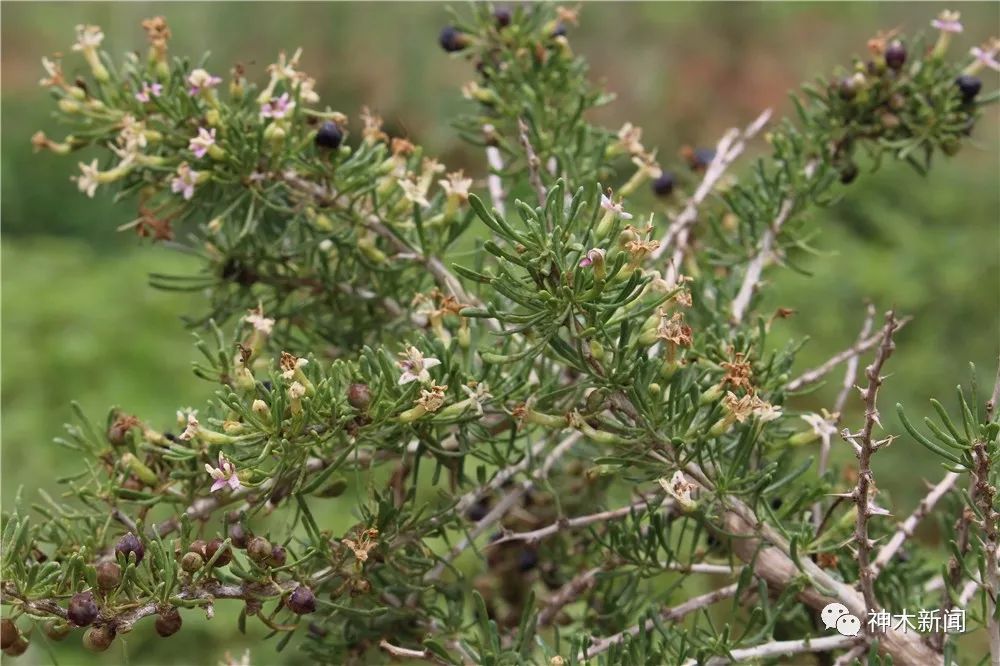 90后小伙带领乡亲们致富视频,90后大学生返乡种咖啡带全村致富