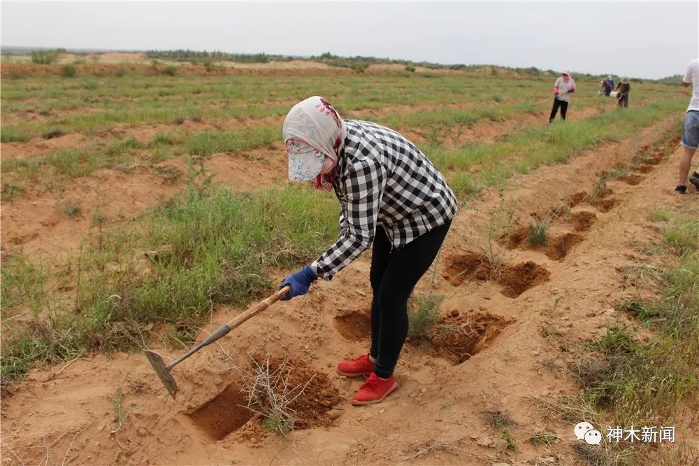 90后小伙带领乡亲们致富视频,90后大学生返乡种咖啡带全村致富