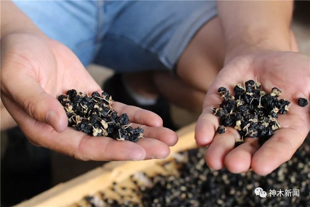 90后小伙带领乡亲们致富视频,90后大学生返乡种咖啡带全村致富