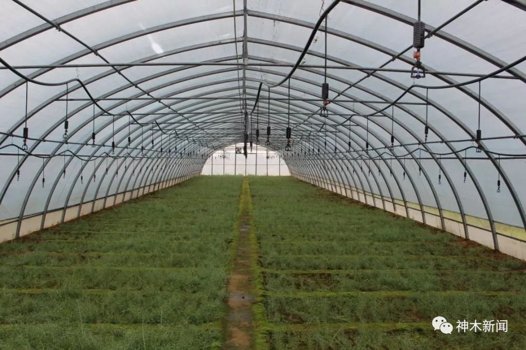 90后小伙带领乡亲们致富视频,90后大学生返乡种咖啡带全村致富