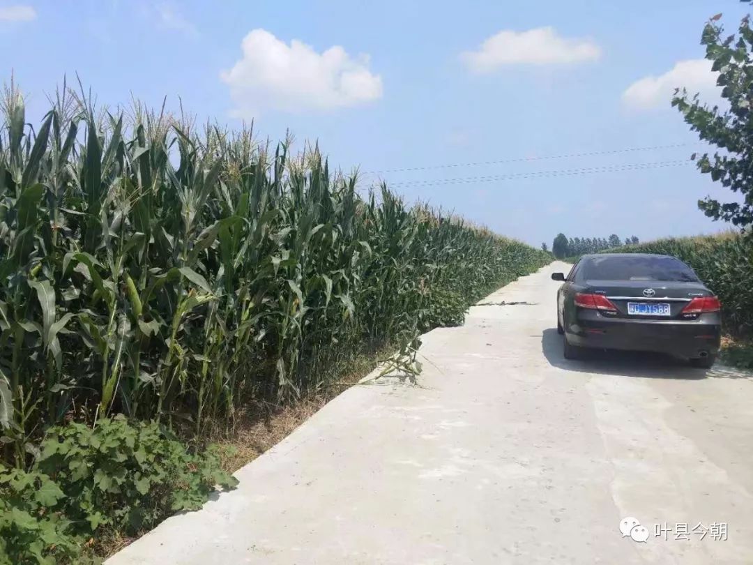 叶县脱贫与乡村振兴有效衔接,乡村振兴可以去做点什么