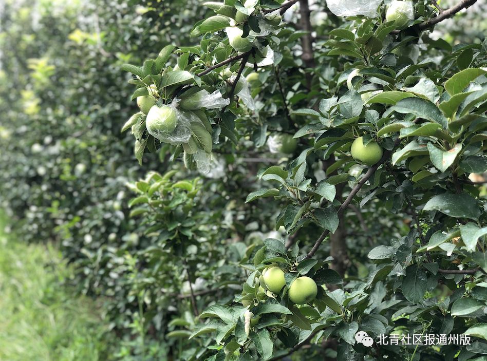 库尔勒特惠鲜梨,逛吃通州
