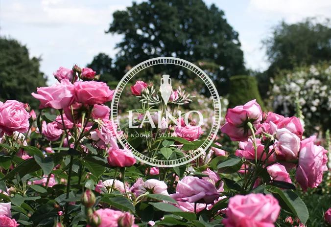 容颜定格14岁的她，活成了世上最美女人！法国人用了半世纪的“花水”，好用到疯抢