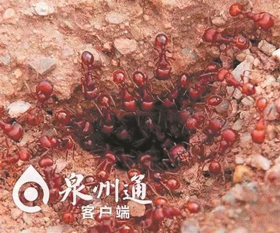 小心毒虫视频,警惕这种虫有人被咬后差点没命