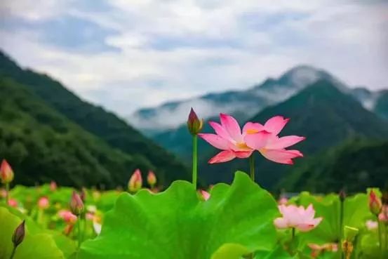 洛阳近期有哪些重要新闻,洛阳有什么好消息