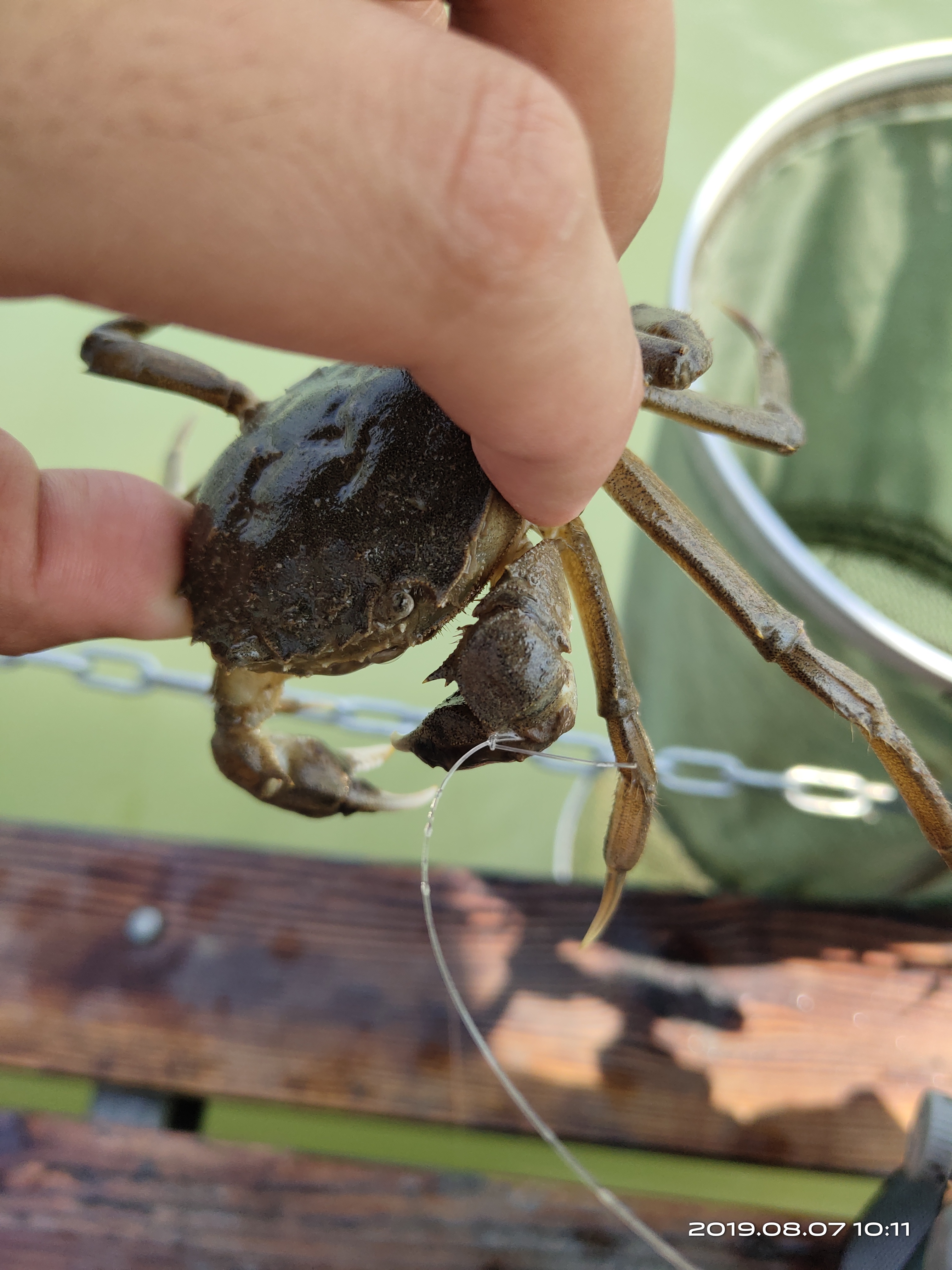 钓螃蟹专用神器钢丝球,钓螃蟹专用神器25元的