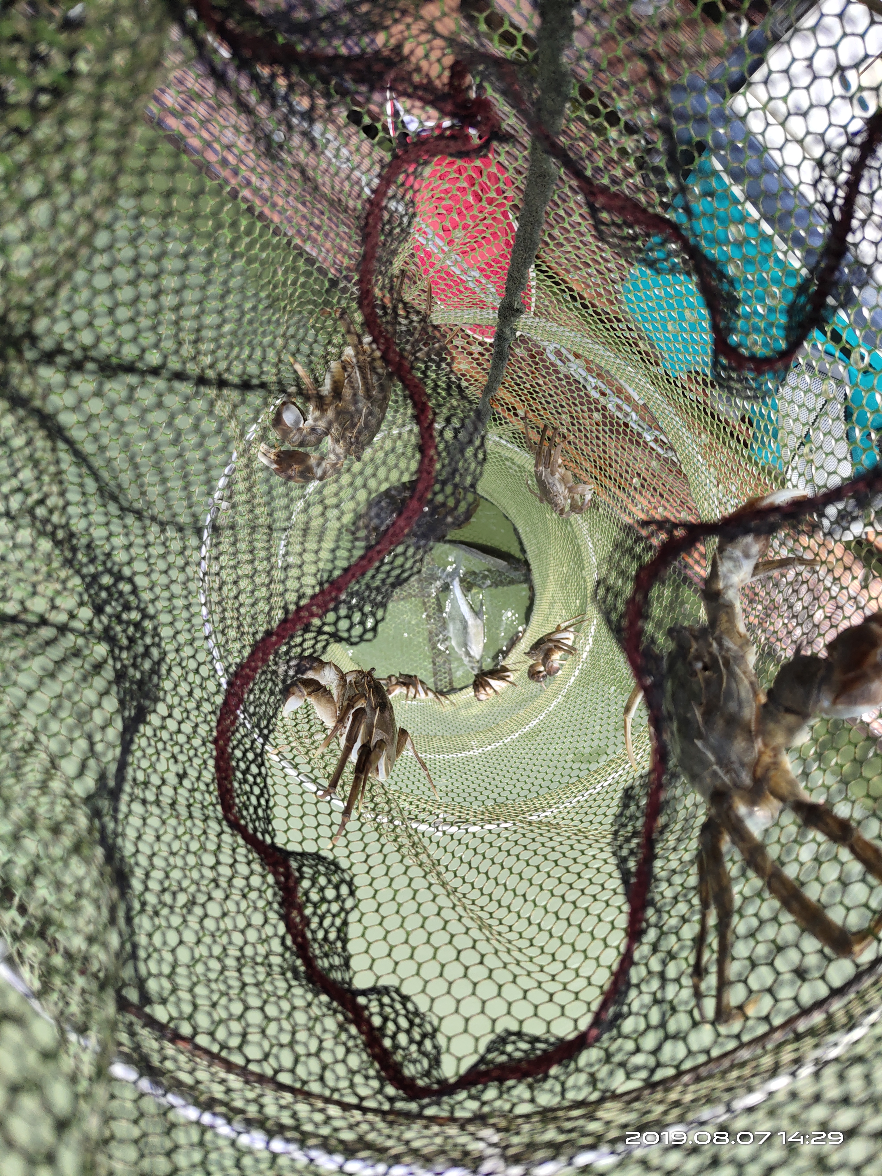 钓螃蟹专用神器钢丝球,钓螃蟹专用神器25元的