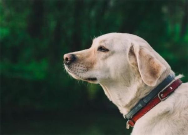 拉布拉多犬优缺点及适合人群,拉布拉多犬优点和缺点是什么