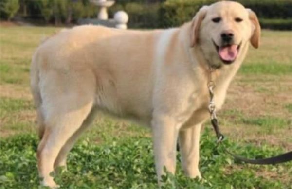 拉布拉多犬优缺点及适合人群,拉布拉多犬优点和缺点是什么