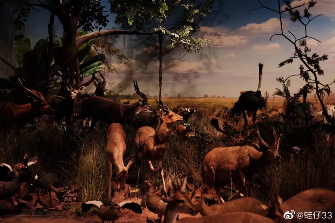 “火”上了央视！没想到夜晚的成都，居然藏了这么多耍法