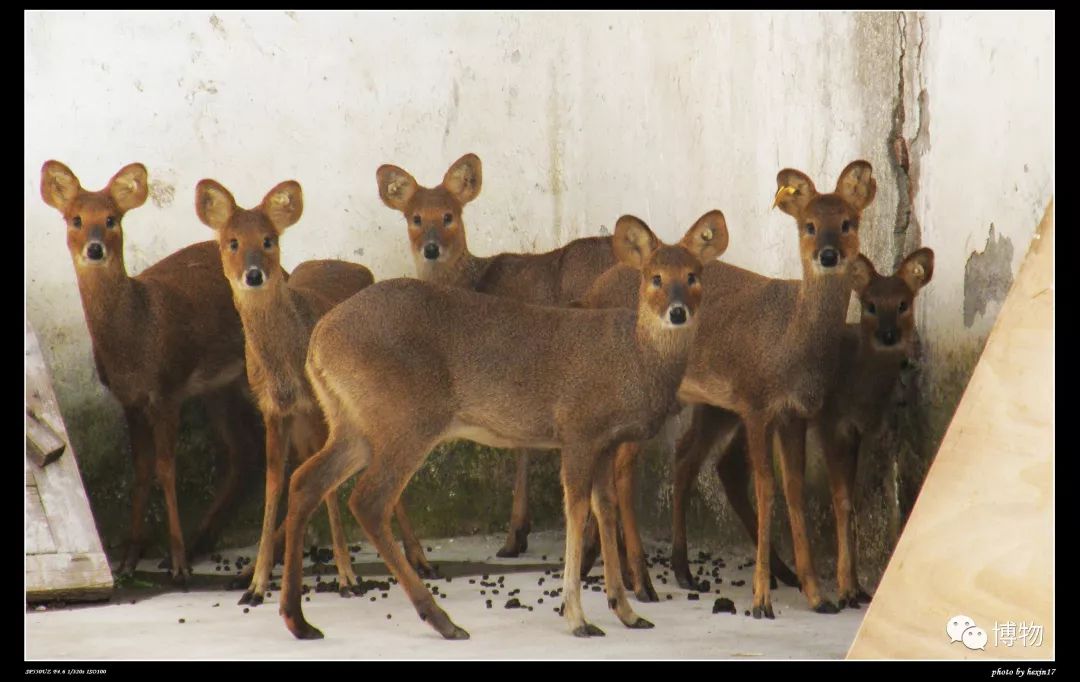 想研究野生动物?看看学这个专业的人都在干嘛吧