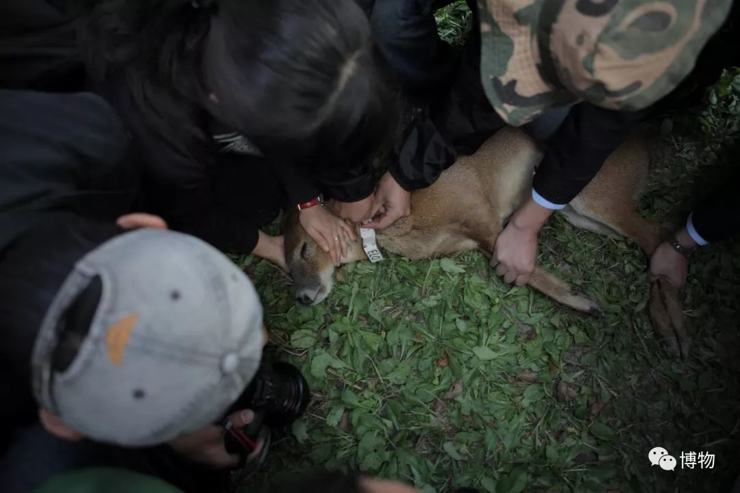 想研究野生动物?看看学这个专业的人都在干嘛吧