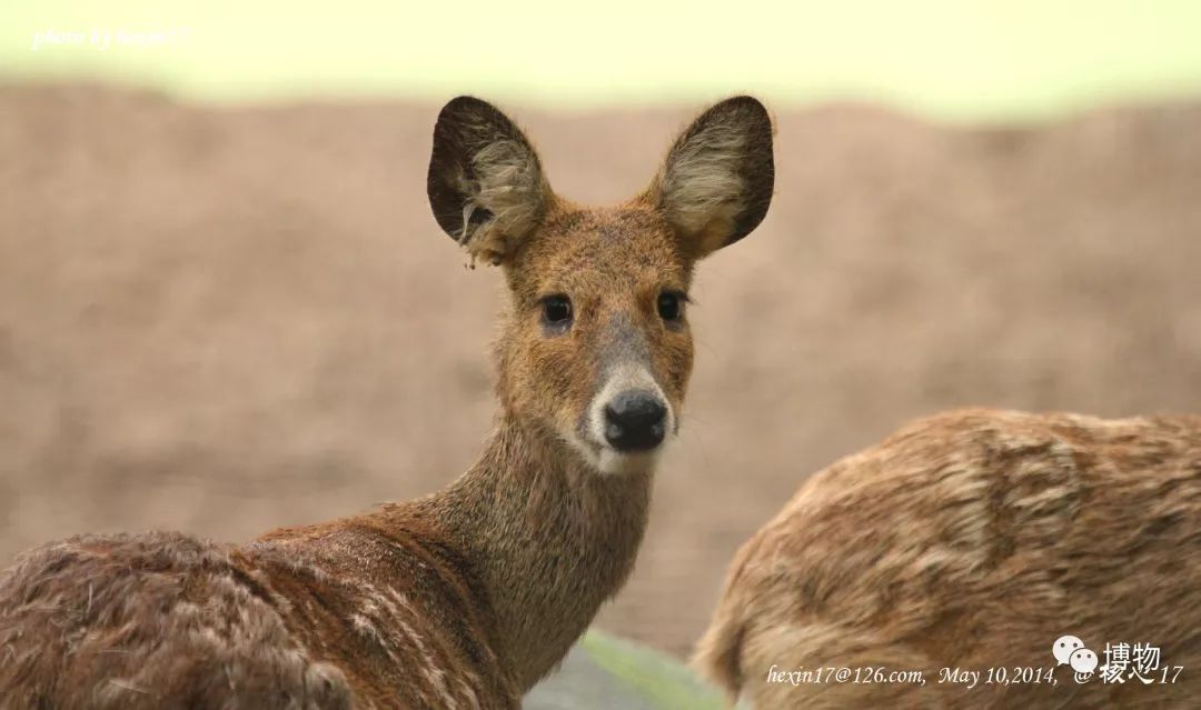 想研究野生动物?看看学这个专业的人都在干嘛吧
