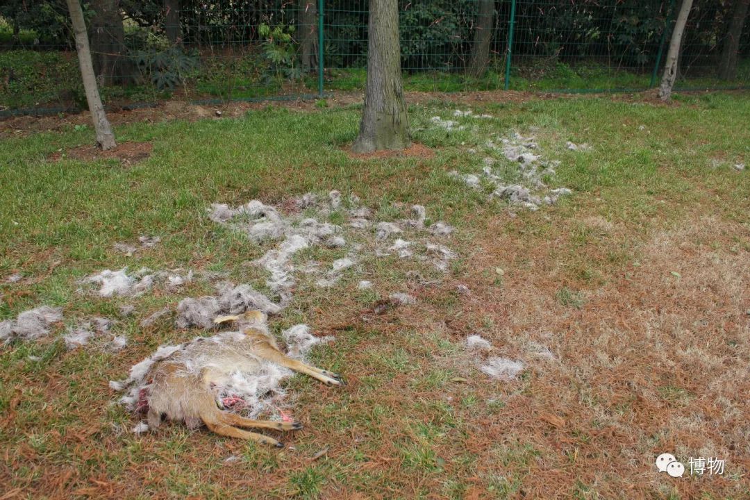 想研究野生动物?看看学这个专业的人都在干嘛吧