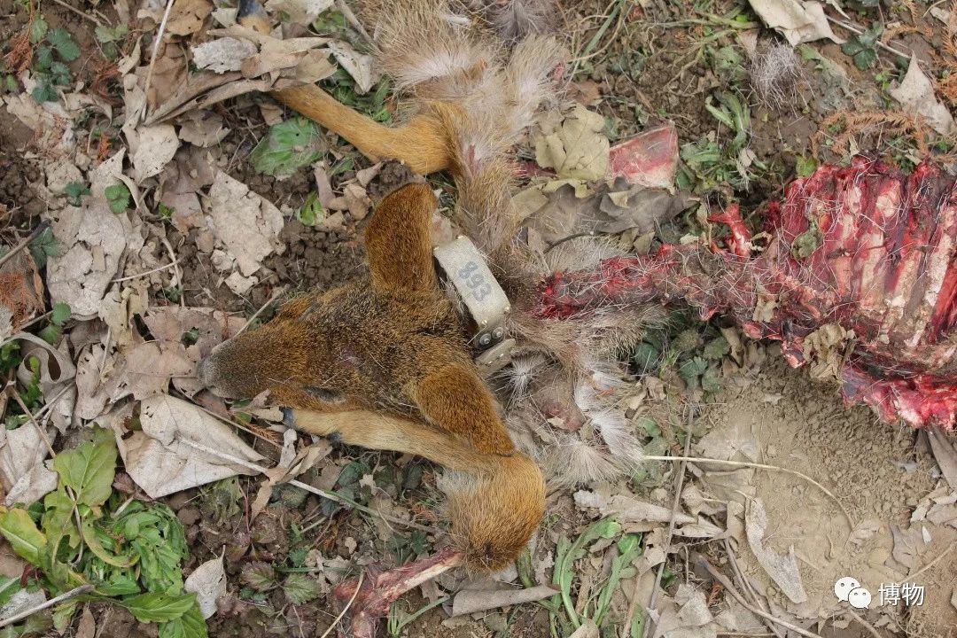 想研究野生动物?看看学这个专业的人都在干嘛吧