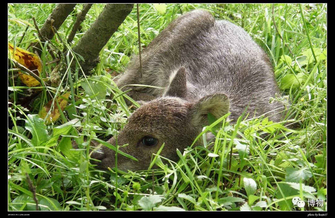 想研究野生动物?看看学这个专业的人都在干嘛吧