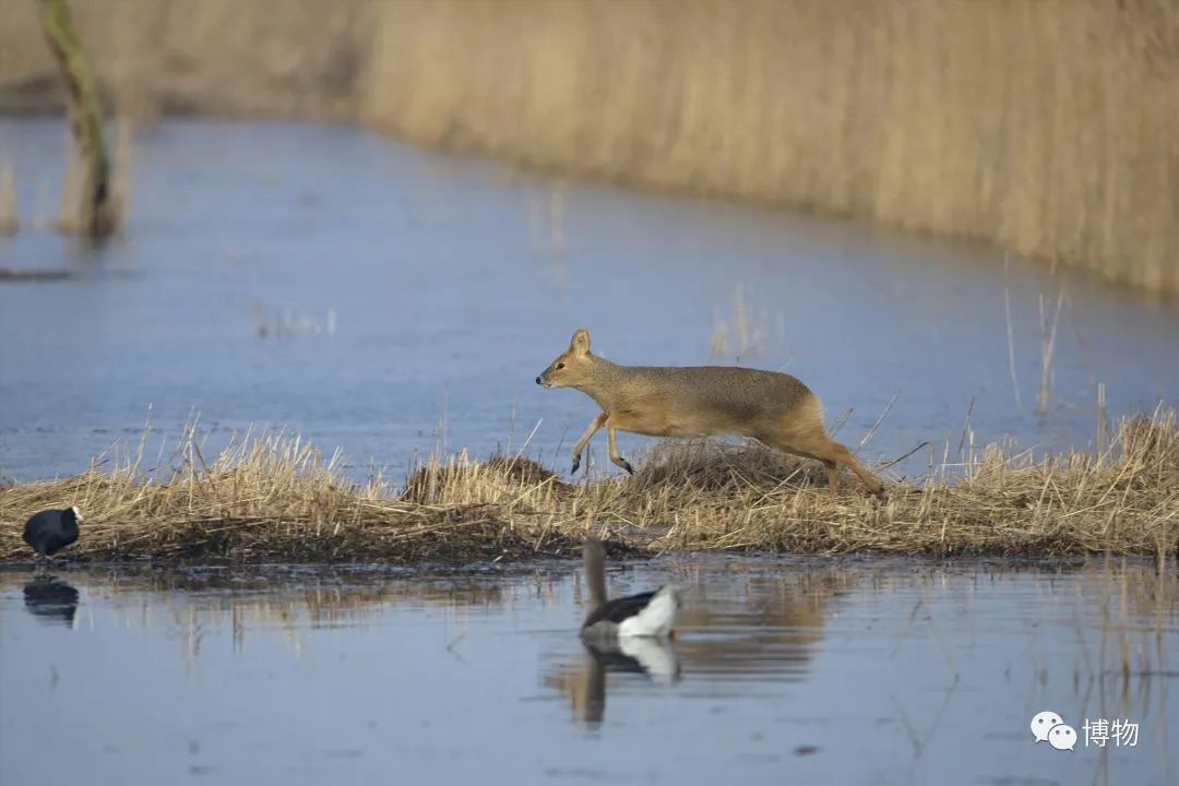 想研究野生动物?看看学这个专业的人都在干嘛吧