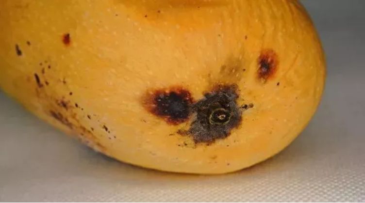 腊肠放冰箱里是冷藏好还是保鲜好,放冰箱的食物应该怎么保鲜最好