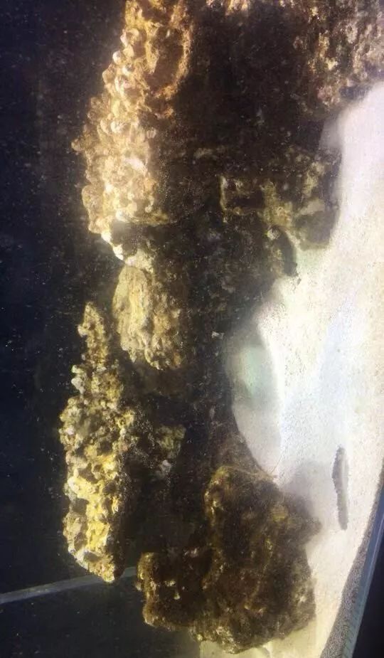 刚开缸爆藻的原因,爆藻期间藻断了