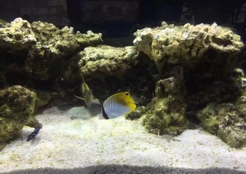 刚开缸爆藻的原因,爆藻期间藻断了