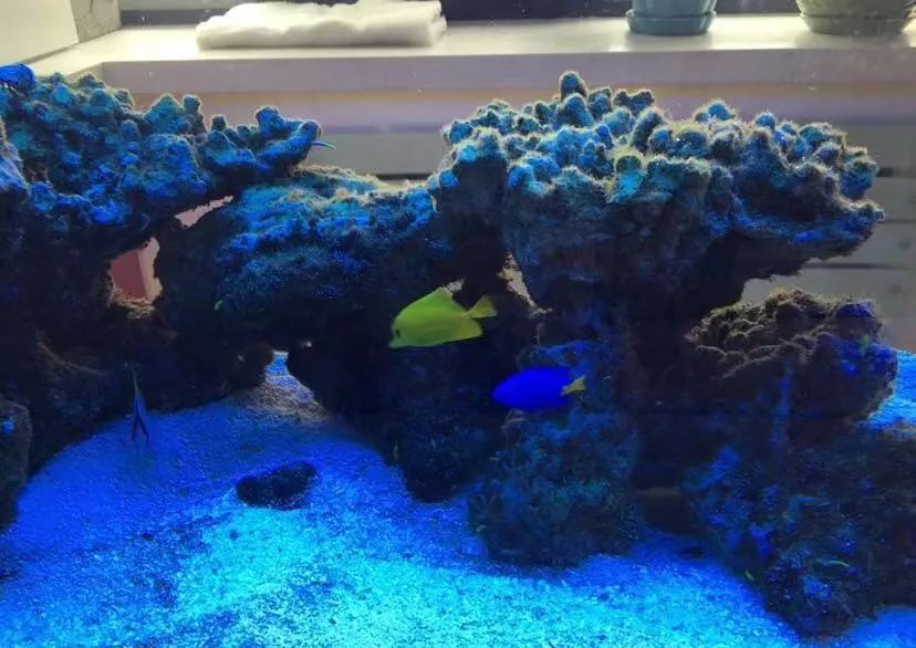 刚开缸爆藻的原因,爆藻期间藻断了