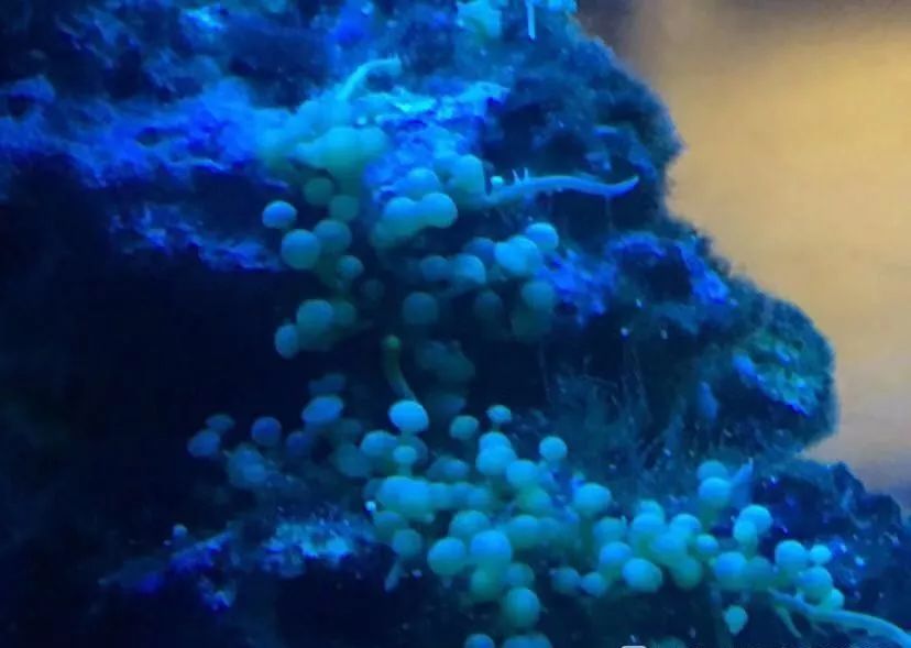 刚开缸爆藻的原因,爆藻期间藻断了